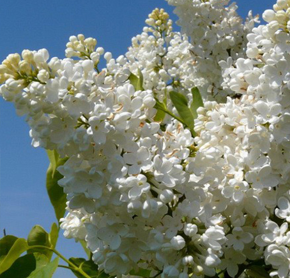 Сирень обыкновенная 'Мадам Казимир Перье' (белая)